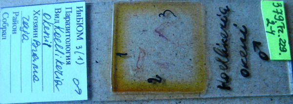 Collection item 379.Tr