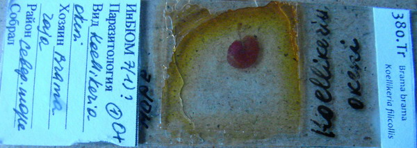 Collection item 380.Tr