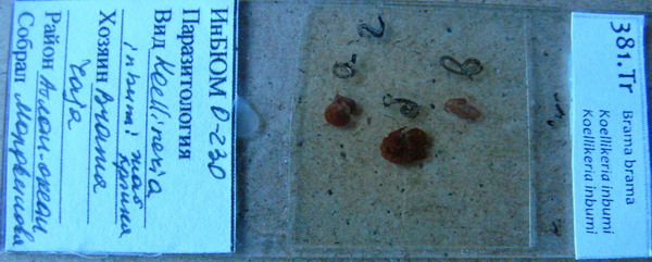 Collection item 381.Tr