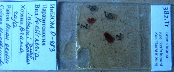 Collection item 382.Tr