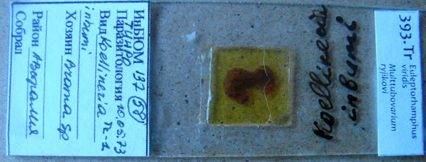 Collection item 393.Tr