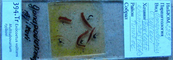 Collection item 394.Tr