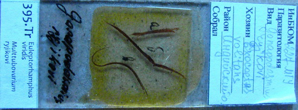 Collection item 395.Tr