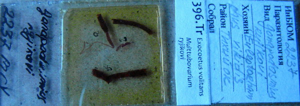 Collection item 396.Tr