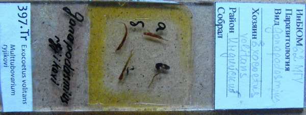 Collection item 397.Tr