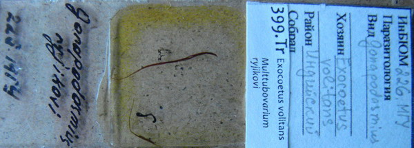 Collection item 399.Tr