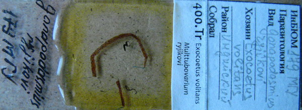 Collection item 400.Tr