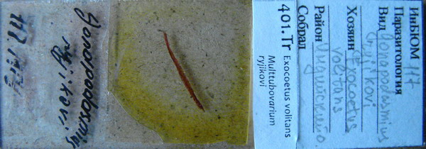 Collection item 401.Tr