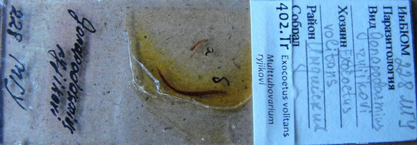 Collection item 402.Tr