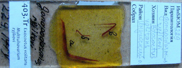 Collection item 403.Tr