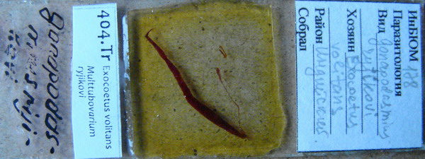 Collection item 404.Tr