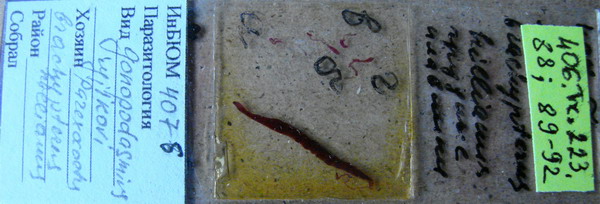 Collection item 406.Tr