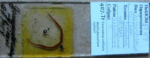 Collection item 407.Tr