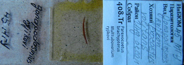 Collection item 408.Tr