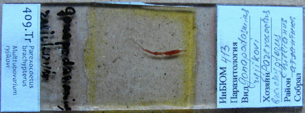 Collection item 409.Tr