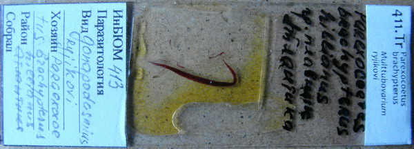 Collection item 411.Tr