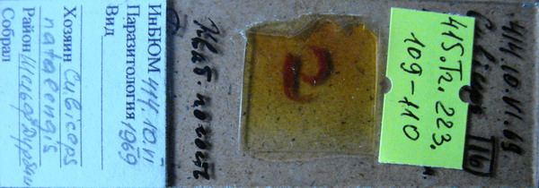 Collection item 415.Tr