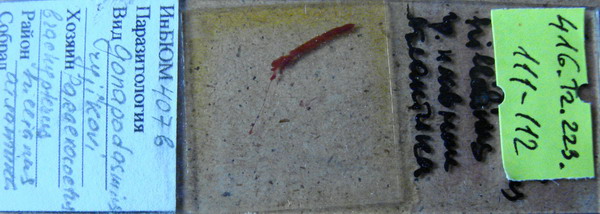 Collection item 416.Tr