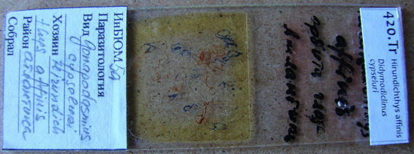 Collection item 420.Tr