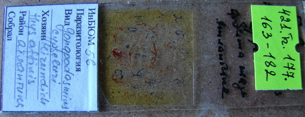 Collection item 421.Tr