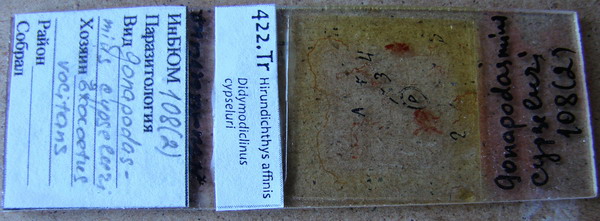 Collection item 422.Tr