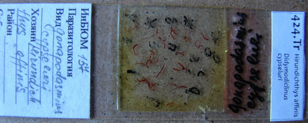 Collection item 424.Tr