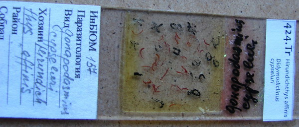 Collection item 425.Tr