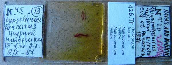 Collection item 426.Tr