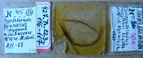 Collection item 427.Tr