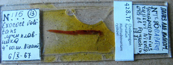 Collection item 428.Tr