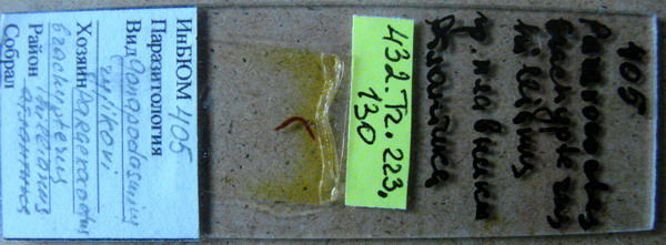 Collection item 432.Tr