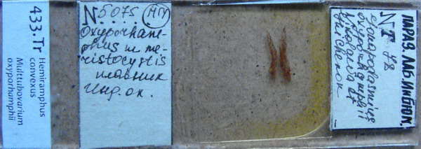 Collection item 433.Tr