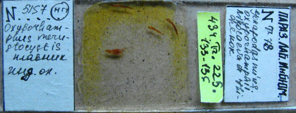 Collection item 434.Tr