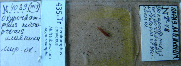 Collection item 435.Tr