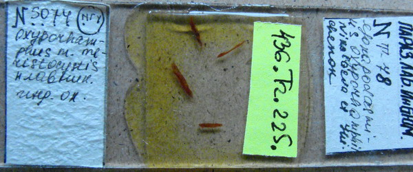 Collection item 436.Tr