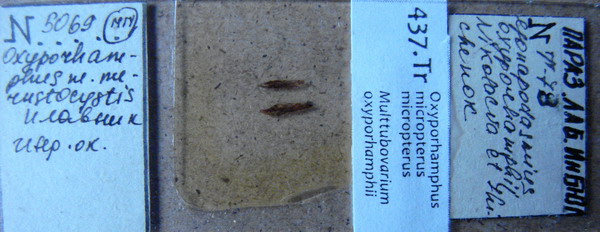 Collection item 437.Tr