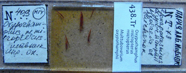 Collection item 438.Tr