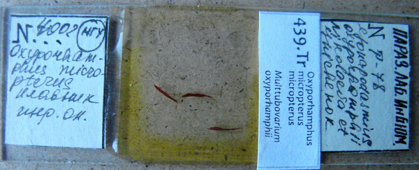 Collection item 439.Tr