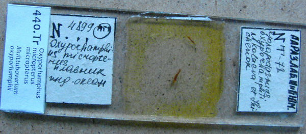 Collection item 440.Tr