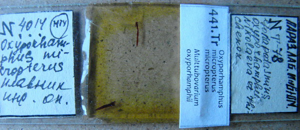 Collection item 441.Tr