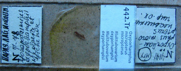 Collection item 442.Tr