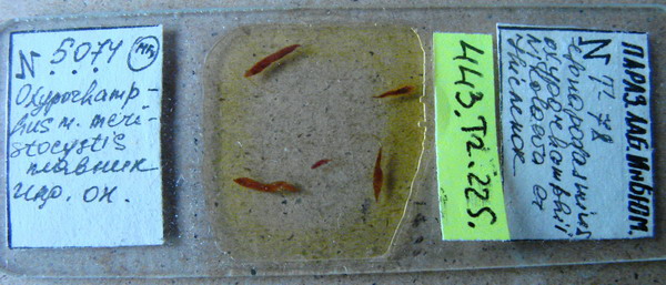 Collection item 443.Tr