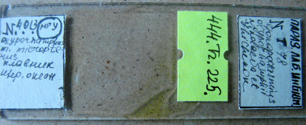 Collection item 444.Tr