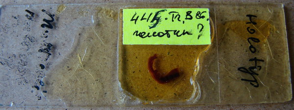 Collection item 445.Tr