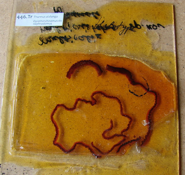 Collection item 446.Tr