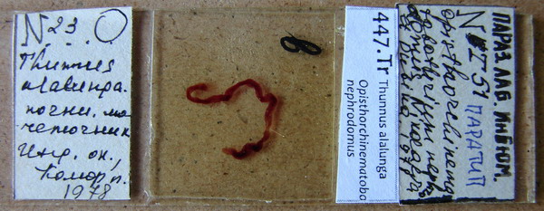 Collection item 447.Tr