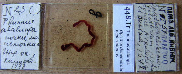 Collection item 448.Tr