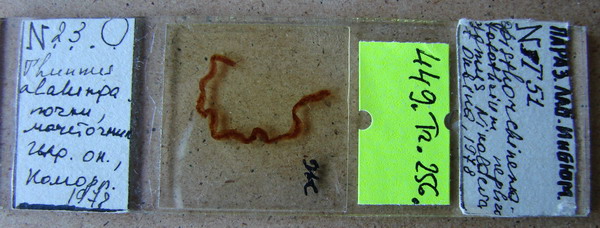 Collection item 449.Tr