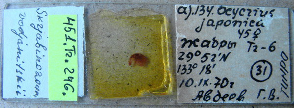 Collection item 451.Tr