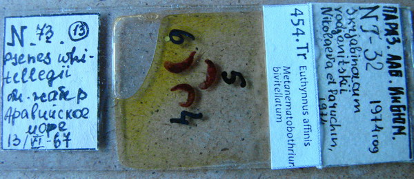 Collection item 454.Tr